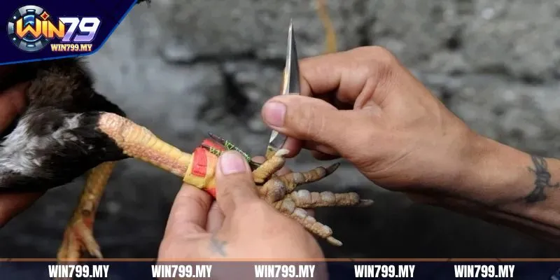 Đá gà cựa dao được hiểu như thế nào? 